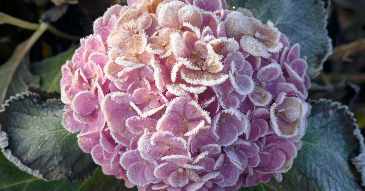 A hortenzia teleltetése – Tippek, trükkök szakértőktől! 