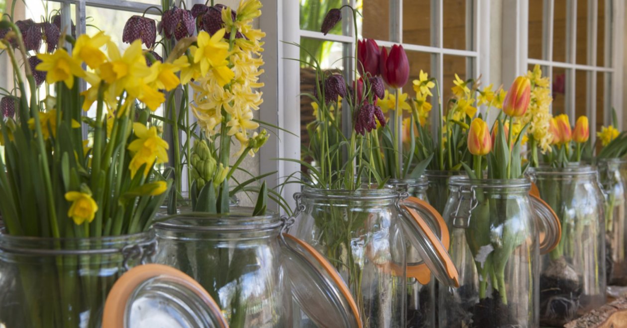Télen is virágok? Készíts mini virágoskertet befőttesüvegben