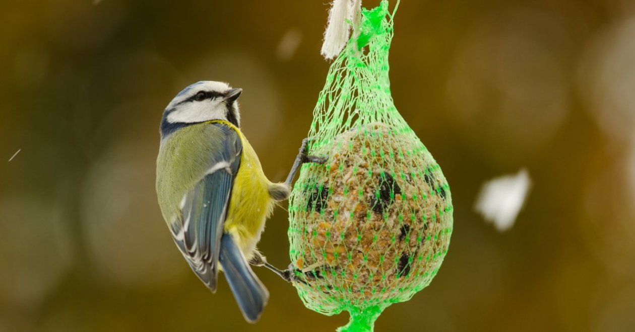 Ezért ne adj soha cinkegolyót a madaraknak! 