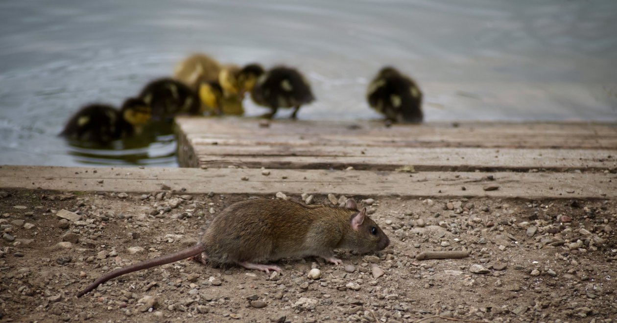 Rohamosan terjednek itthon a patkányok, de miért?!