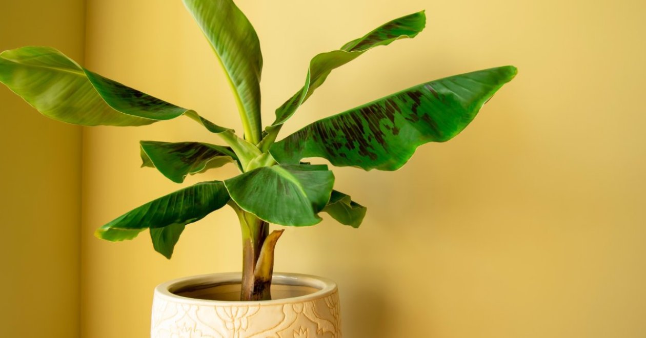 Banánfa teleltetése – Szakértői tanácsok mindenkinek