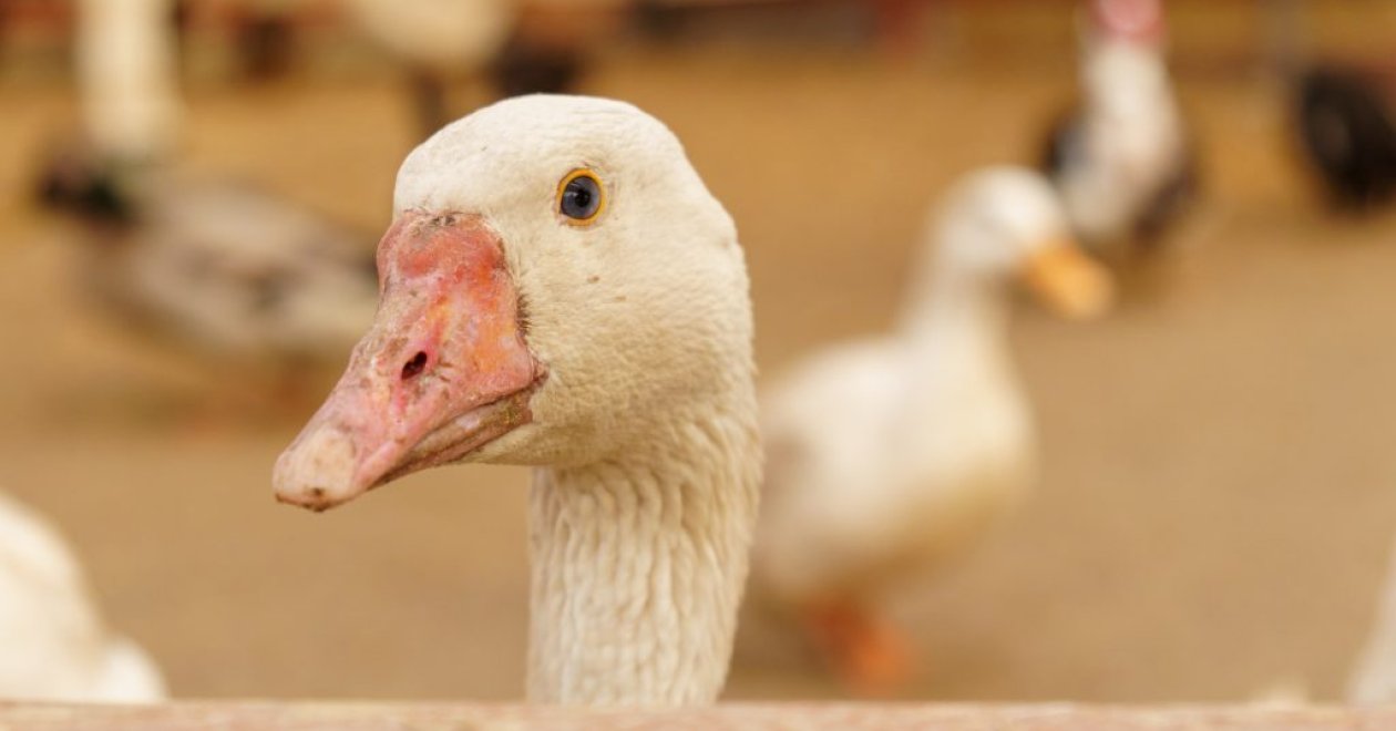 Legjobb Márton-napi programok országszerte