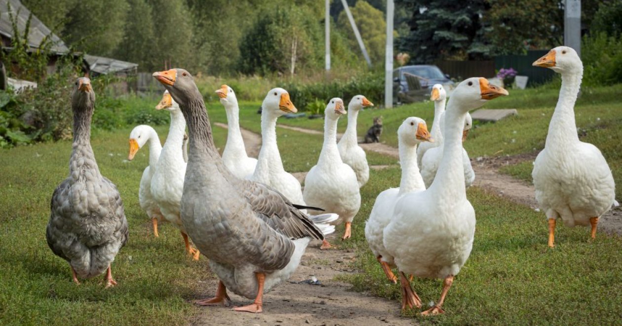 Márton-napi programok a Balatonnál 2025 novemberében