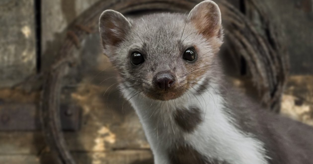 Honnan tudhatom, hogy nyest van a padláson? Tippek nyestek ellen