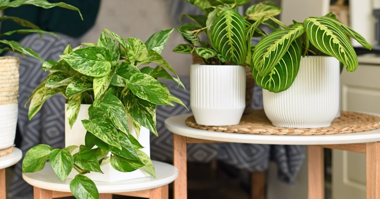 Penész megszüntetése növényekkel: 3 egészséges és szép  szobanövény