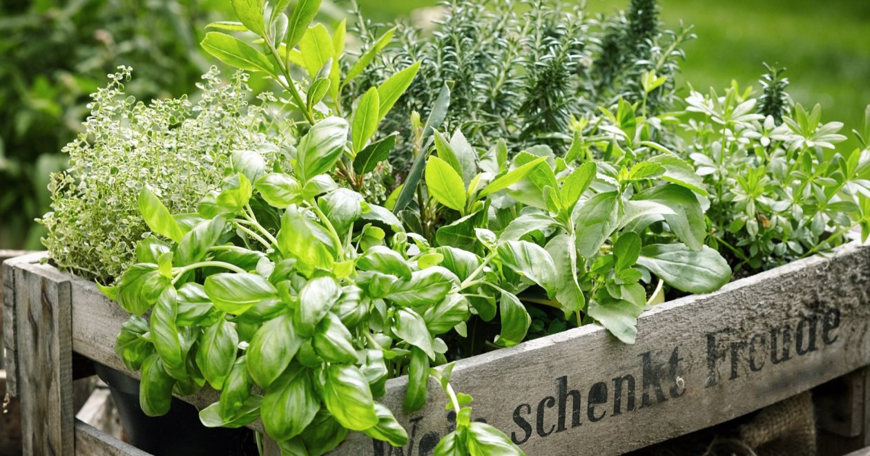 10 évelő fűszernövény, amiket csak egyszer kell elültetned