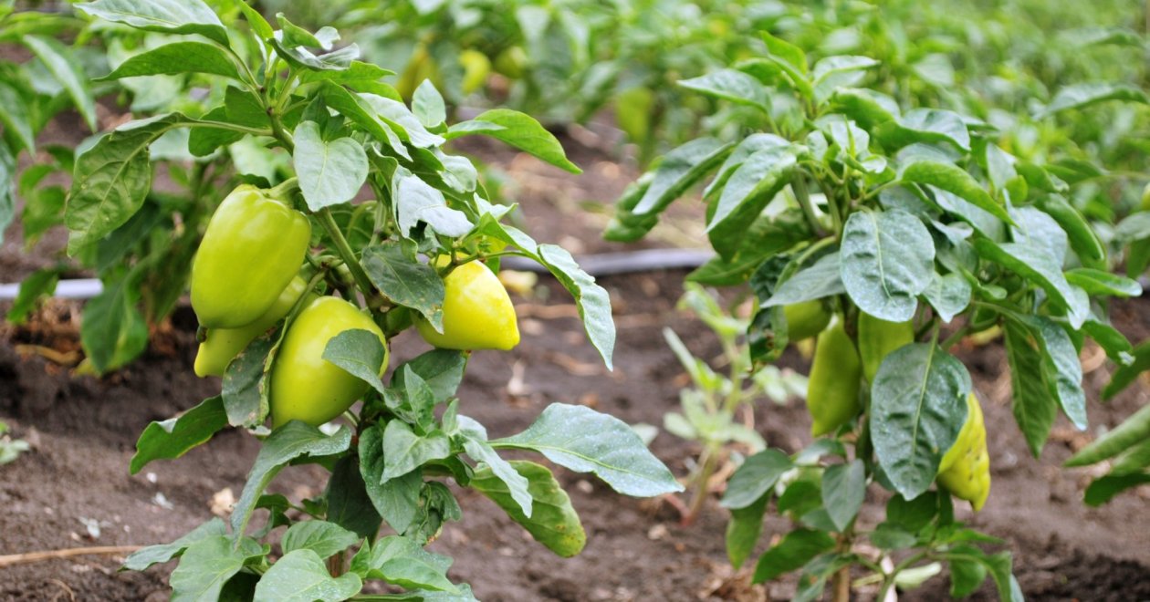 Nem csak egy évig teremhet a paprikád, teleltesd át te is!