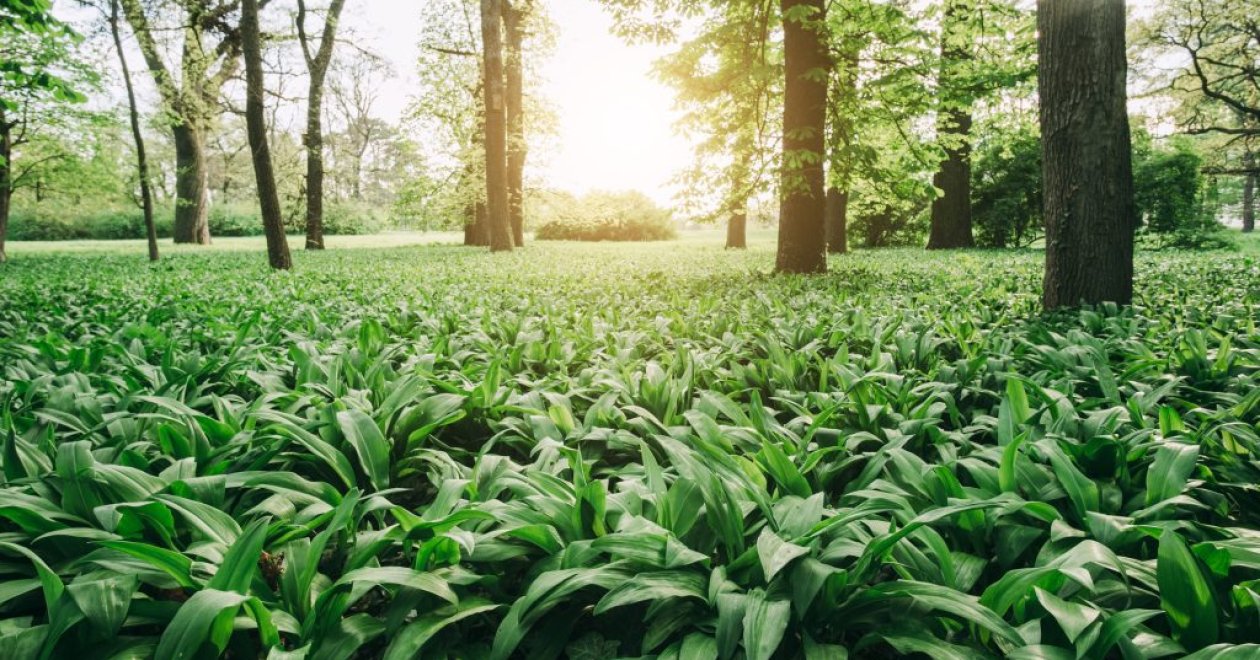 Elstartolt a 2026-os medvehagyma-szezon: kirándulással egybekötött gasztrokaland