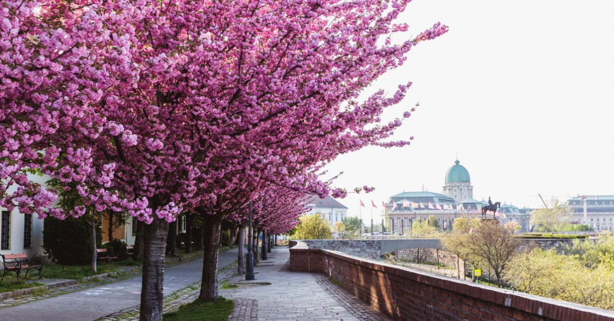 Mandulavirágzás Magyarországon: 5+1 álomszép helyszín, amit idén tavasszal látnod kell