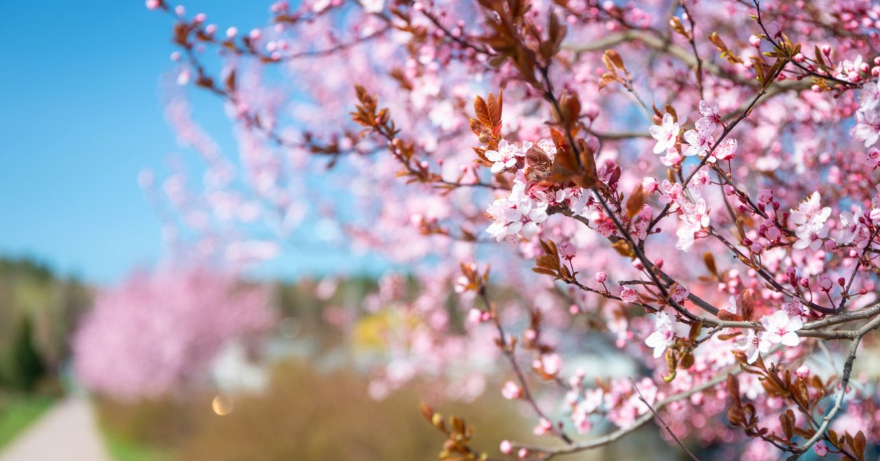 Cseresznyevirágzás: Helyszínek, ahol a legszebb a  tavaszi zsongás Magyarországon