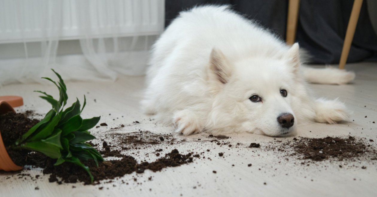 Melyik a legjobb padló kutyás otthonba?